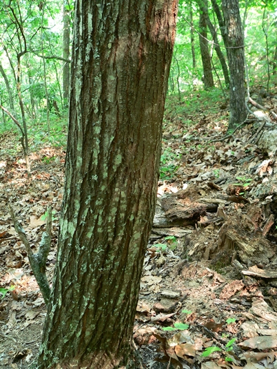 {Castanea dentata}